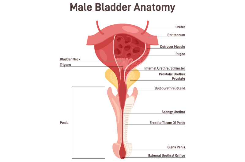 Digital-illustration-of-urinary-system