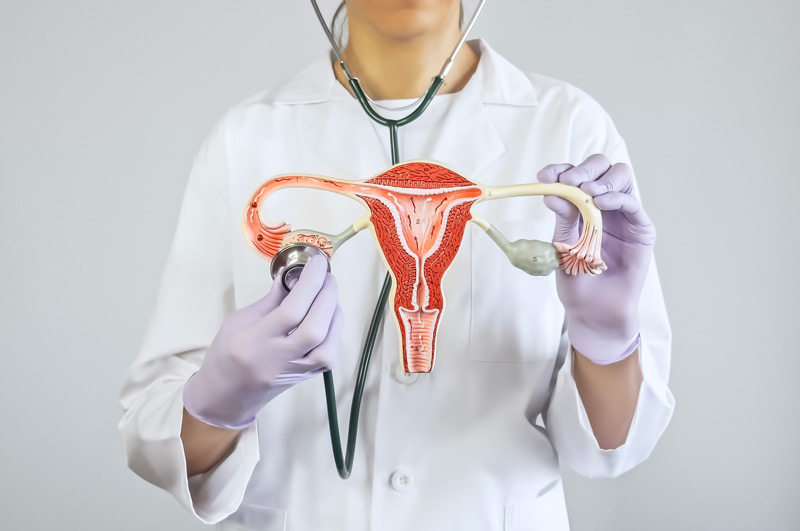 Doctor-holding-model-of-reproductive-system