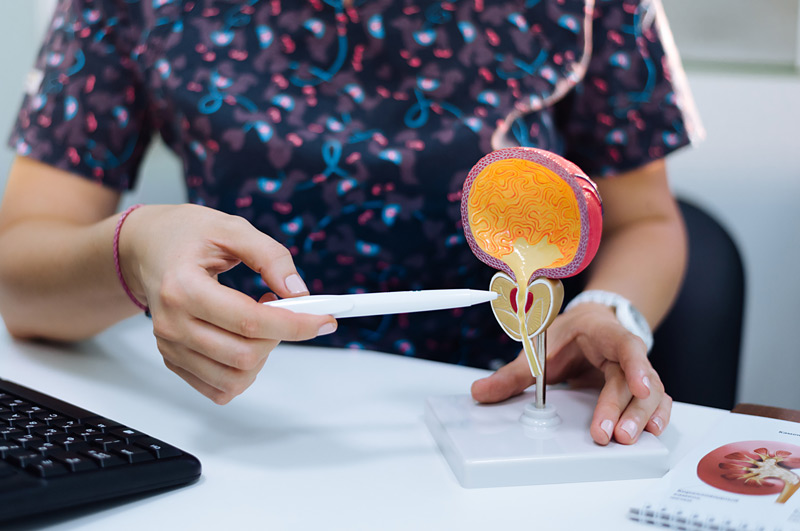 Doctor-pointing-to-model-of-urinary-system-involved-in-urinary-urgency