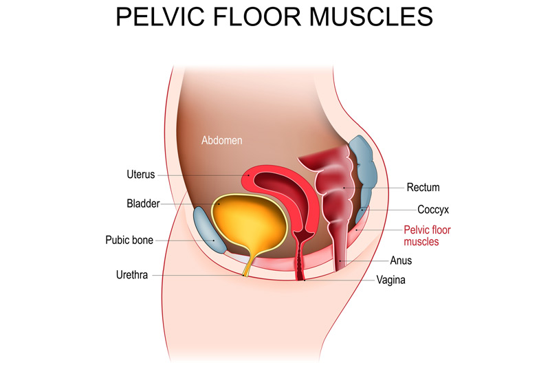 Illustration-of-female-pelvic-anatomy