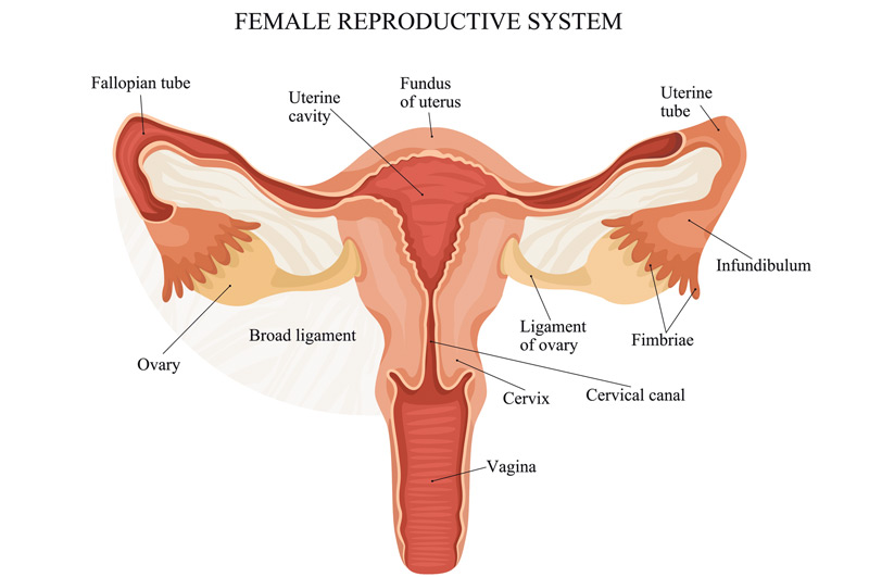 Illustration-of-female-reproductive-system-affected-by-congenital-müllerian-anomalies