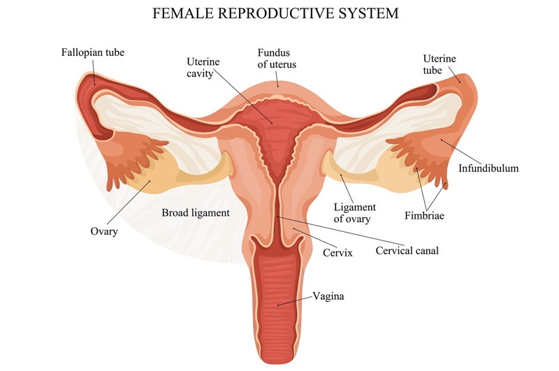 Illustration-of-female-reproductive-system-affected-by-vaginal-prolapse