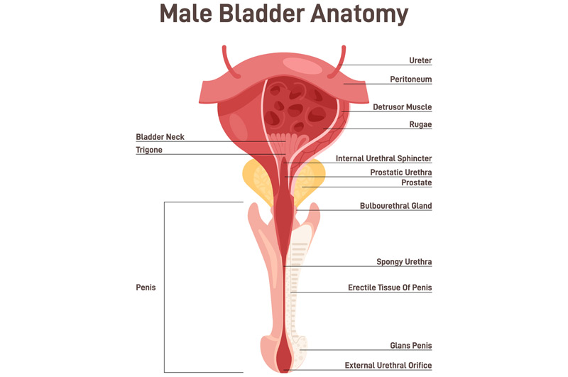 Illustration-of-male-urinary-system