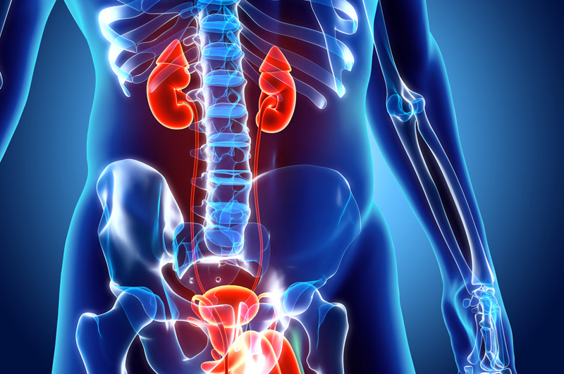 Illustration-of-urinary-system-involved-in-stress-urinary-incontinence