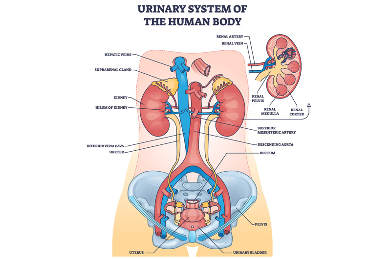 Illustration-of-urinary-system-potentially-affected-by-urinary-stoma-complications