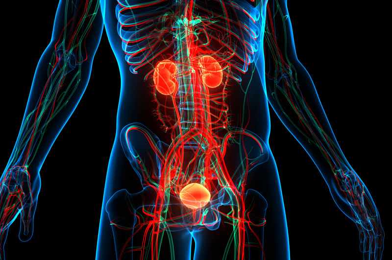 Illustration-of-urinary-system