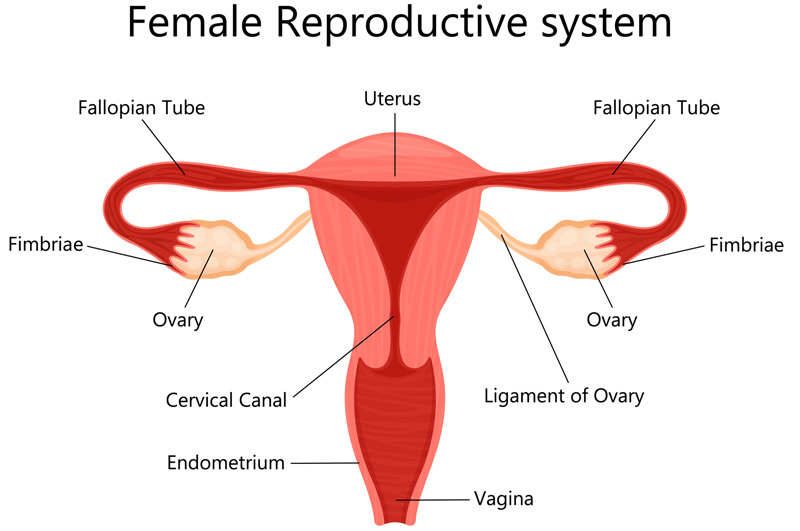 Medical-illustration-of-female-reproductive-system-affected-by-vaginal-cyst