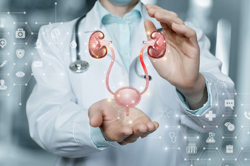 Urinary-system-involved-in-urgency-incontinence