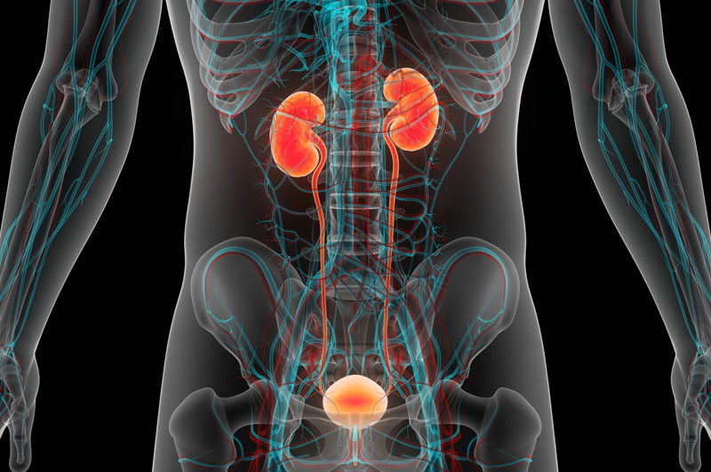 Illustration-of-urinary-system-bladder-reconstruction