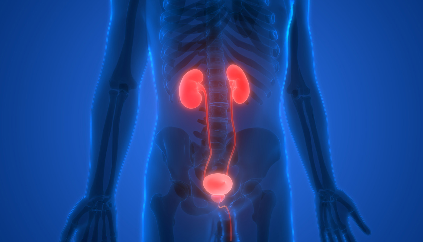 Illustration-of-urinary-system-receiving-Ureteral-&-Uretereo-Pelvic-Junction-Treatment