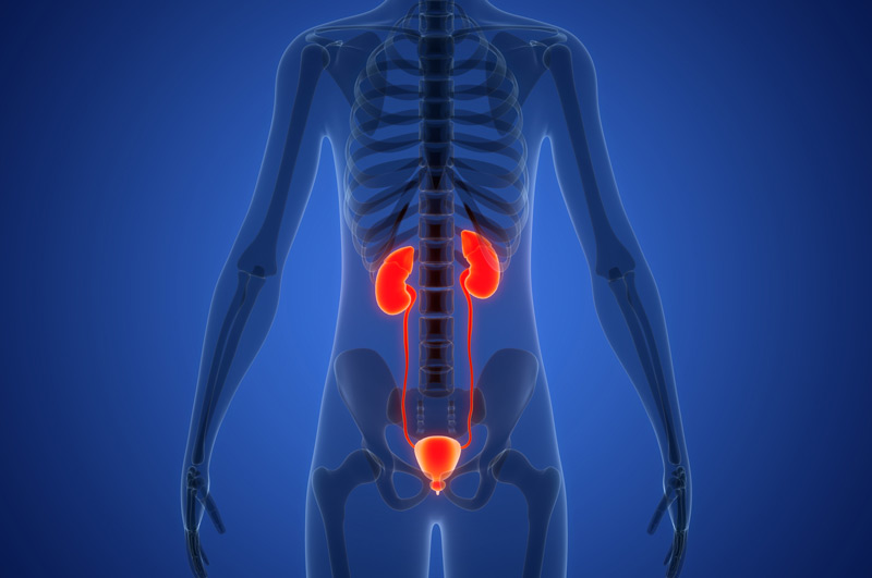 Illustration-of-urinary-system-treated-with-artificial-urethral-sphincter