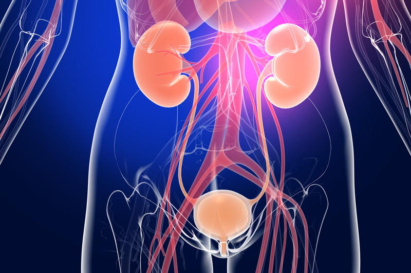Illustration-of-urinary-system-treated-with-robotic-pyeloplasty