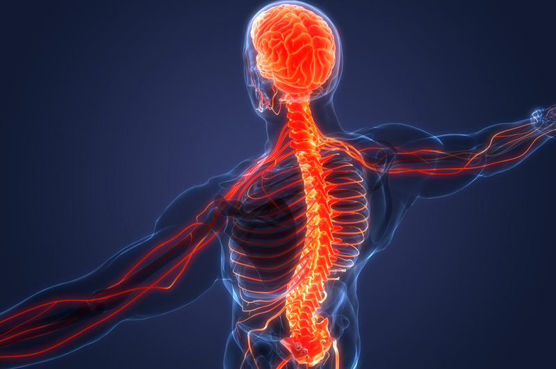 Nervous-system-involved-in-sacral-neuromodulation