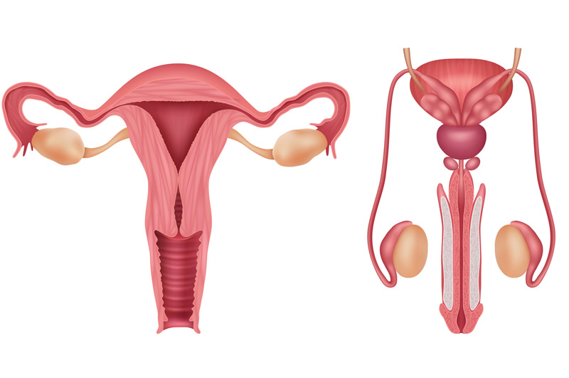 illustrations-of-male-and-female-reproductive-systems