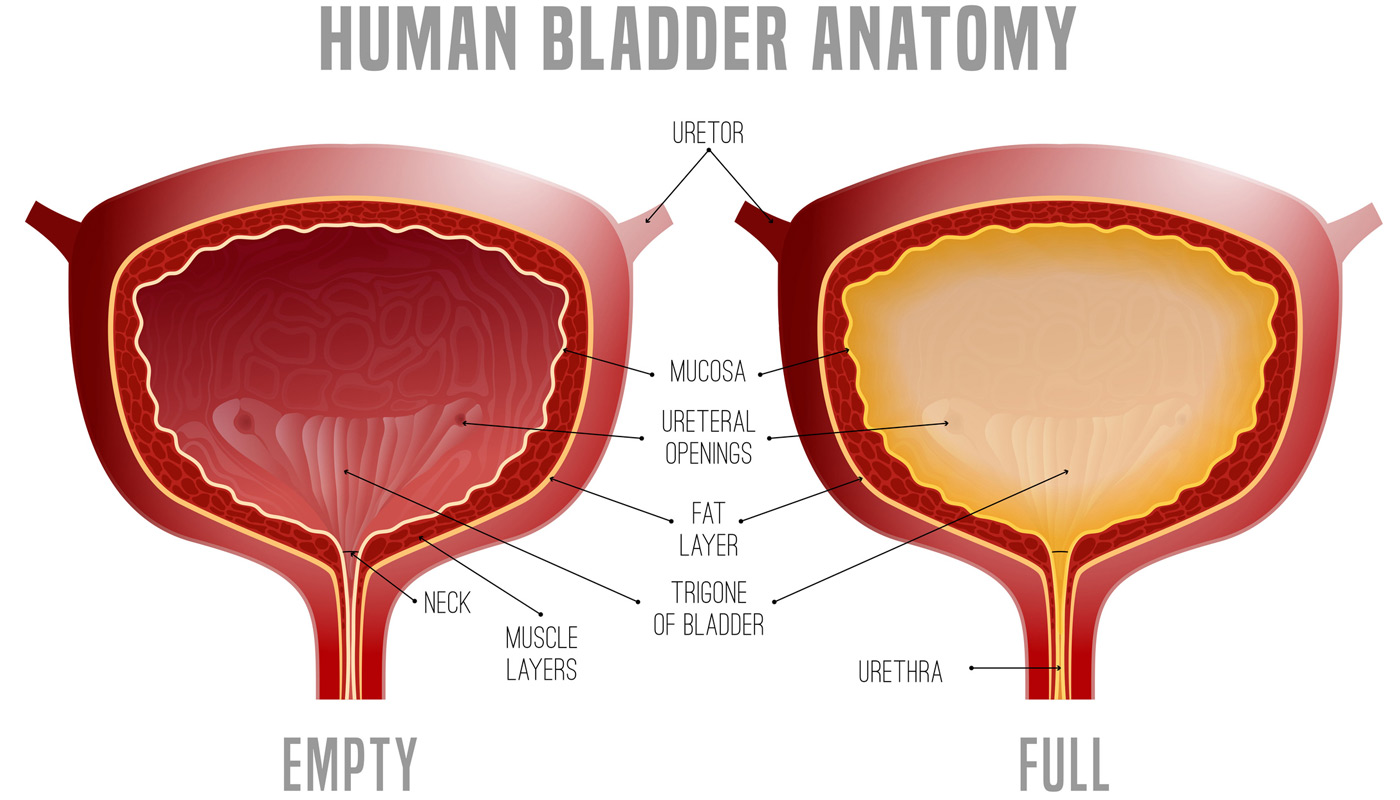 illustration-of-bladder-anatomy