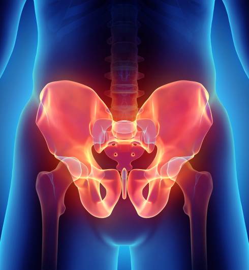 anatomy-illustration-of-pelvic-area