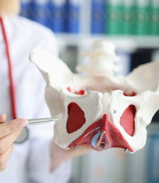doctor-pointing-to-model-of-pelvis